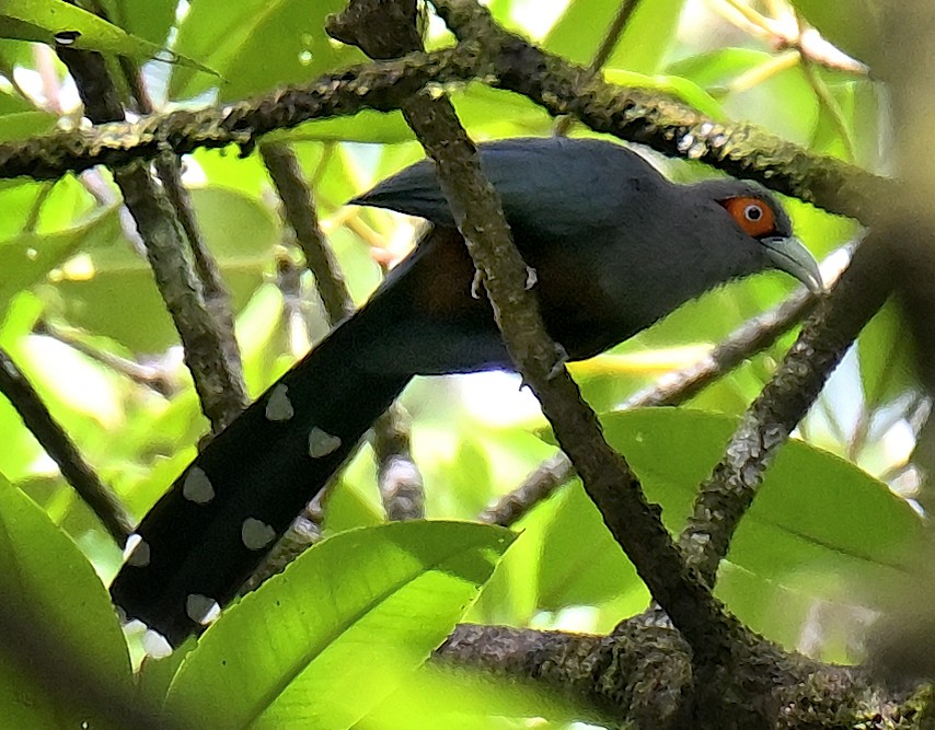 Chestnut-bellied Malkoha - ML643924078