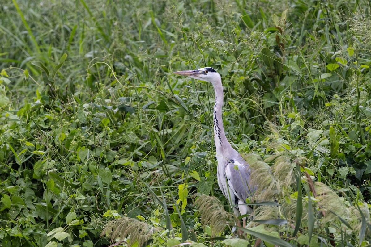Gray Heron (Gray) - ML643924079