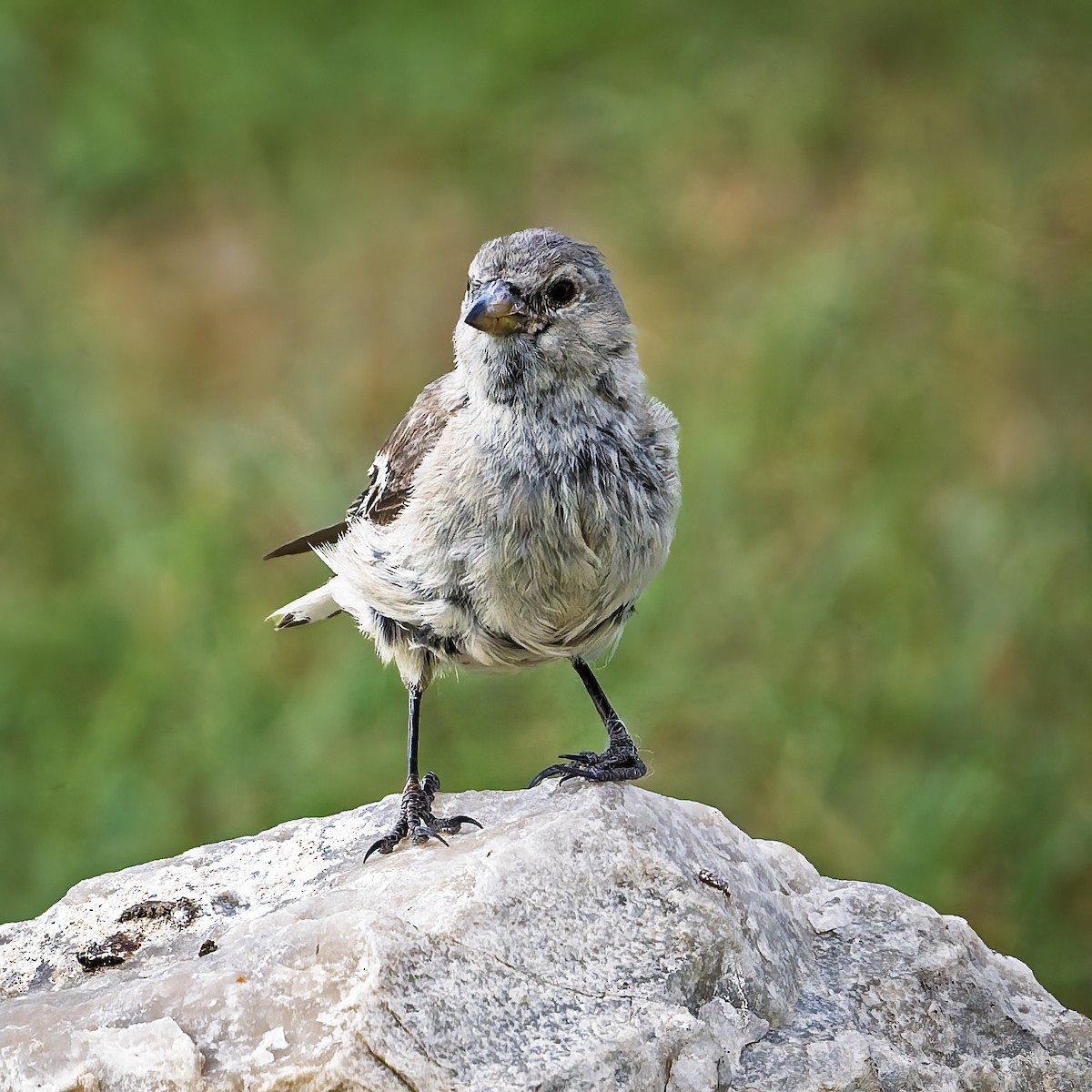 Black-winged Snowfinch - ML643924083
