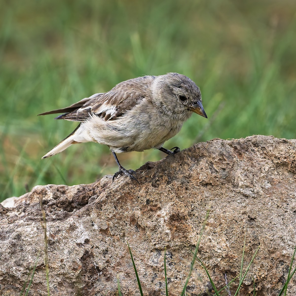 Black-winged Snowfinch - ML643924087