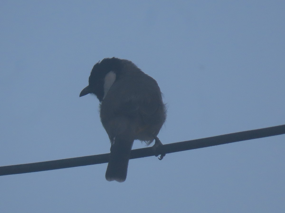 White-eared Bulbul - ML643924088