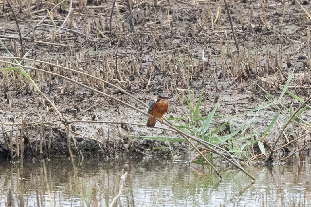 Common Kingfisher (Common) - ML643924090