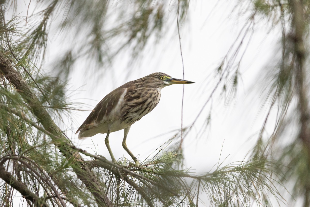 Chinese Pond-Heron - ML643924093