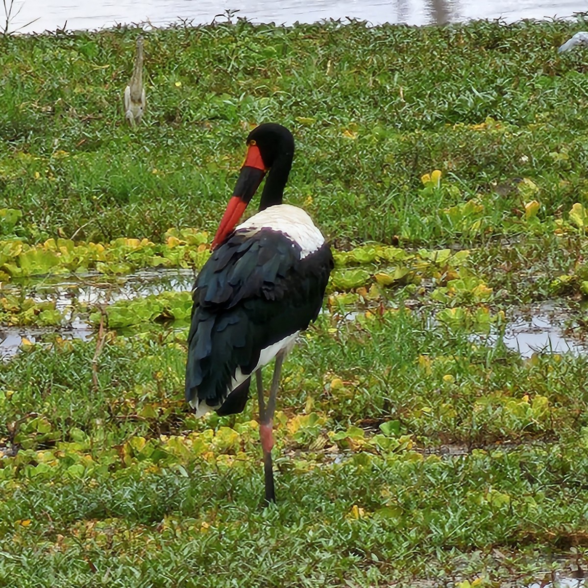 Saddle-billed Stork - ML643924094
