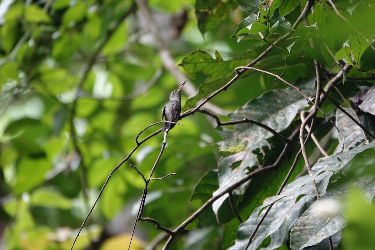 Scaly-breasted Hummingbird - ML643924095