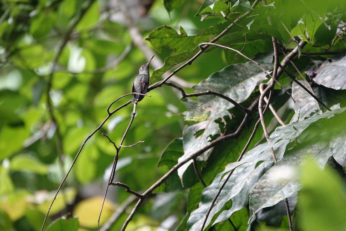 Scaly-breasted Hummingbird - ML643924096