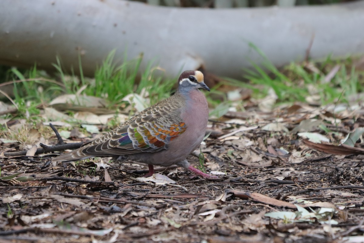 skogglansdue - ML643924108