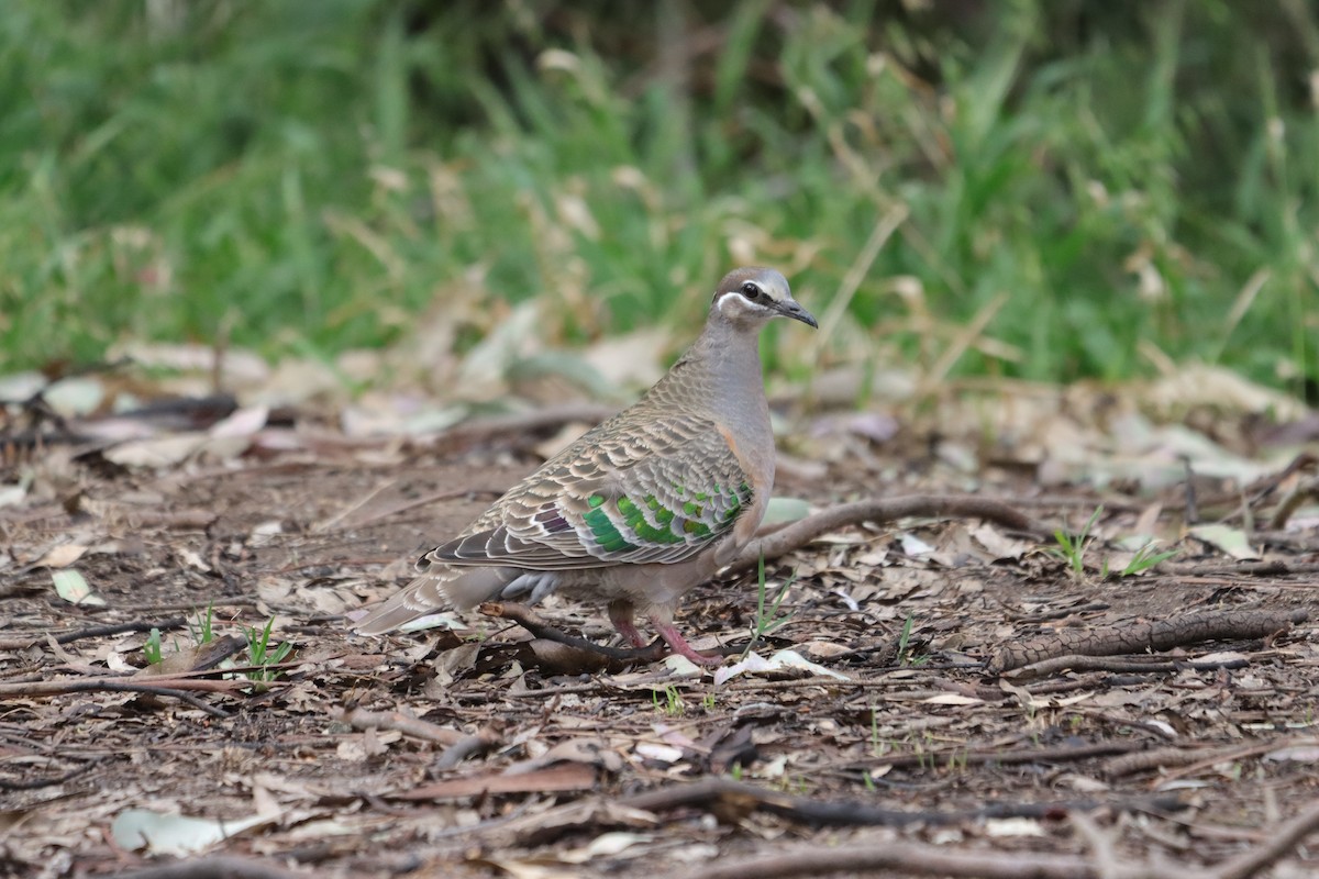 skogglansdue - ML643924109