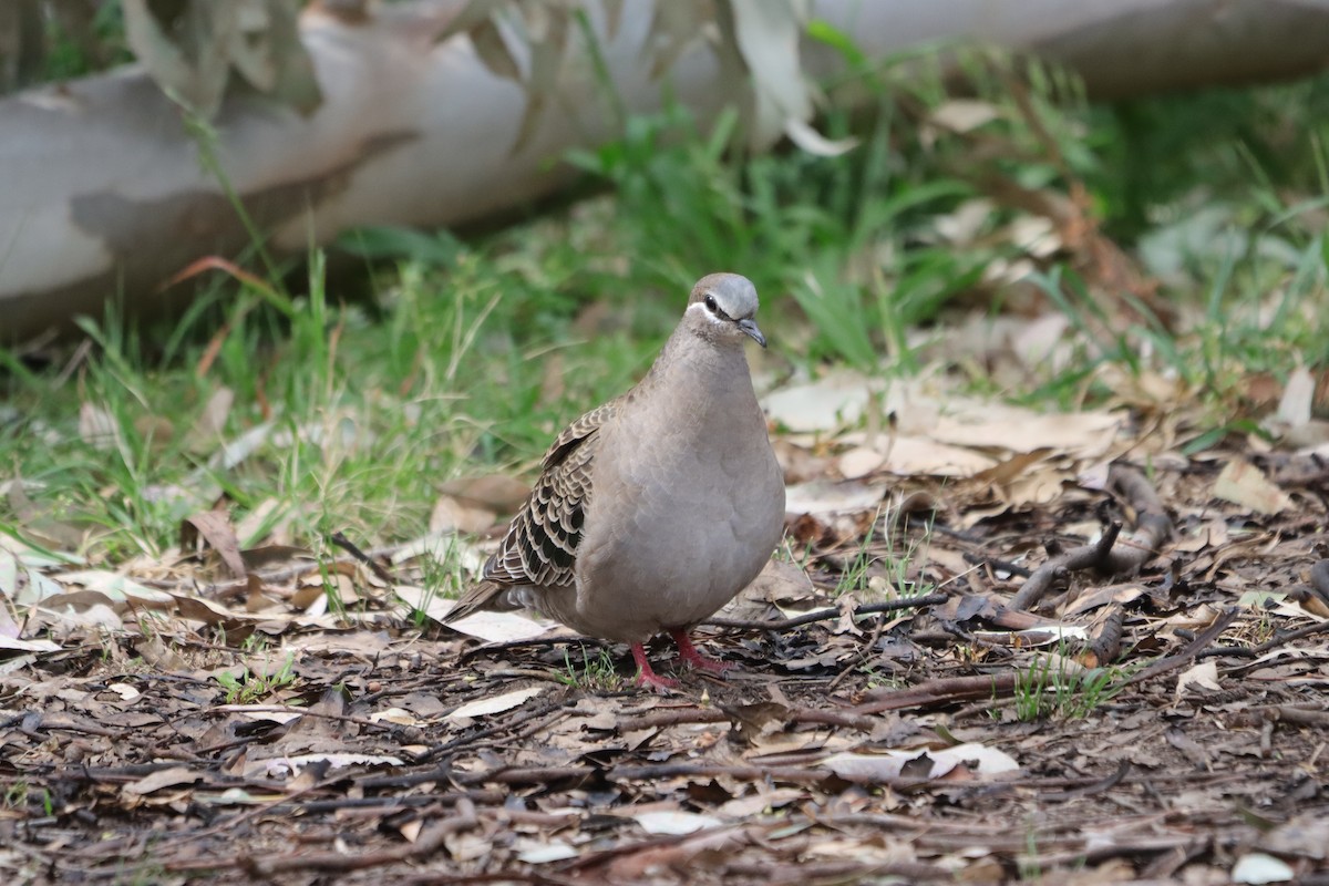 skogglansdue - ML643924110