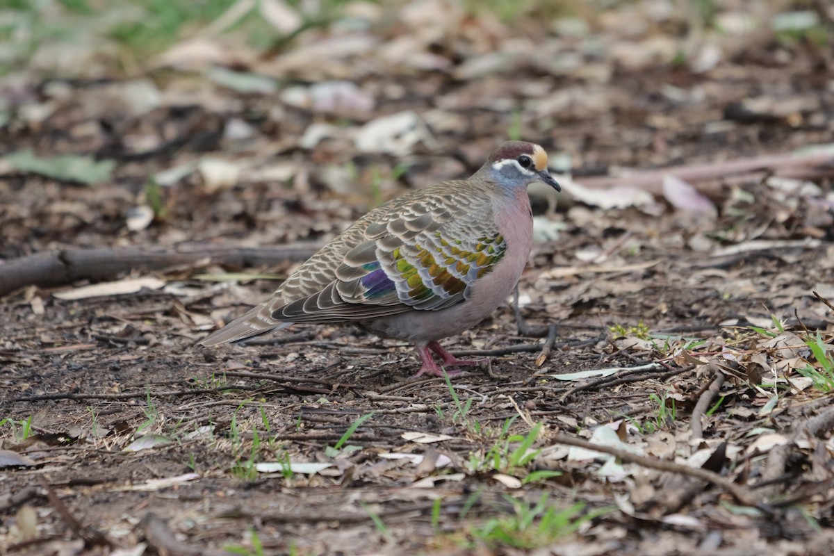 skogglansdue - ML643924111