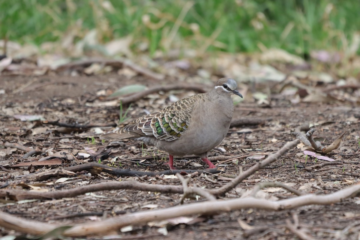 skogglansdue - ML643924112