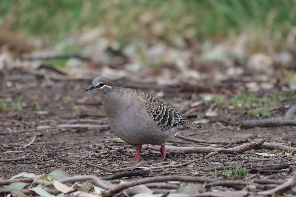 skogglansdue - ML643924113