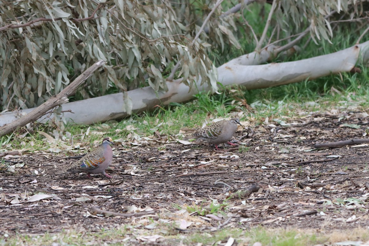 skogglansdue - ML643924114