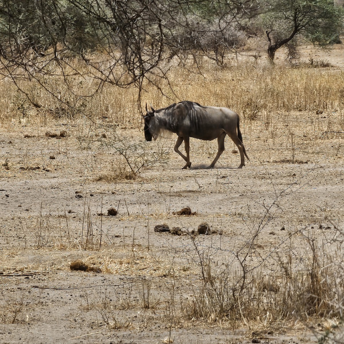 Animals - ML643924118