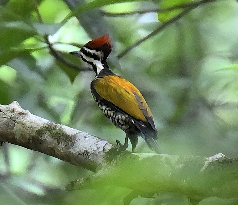 Common Flameback - ML643924120