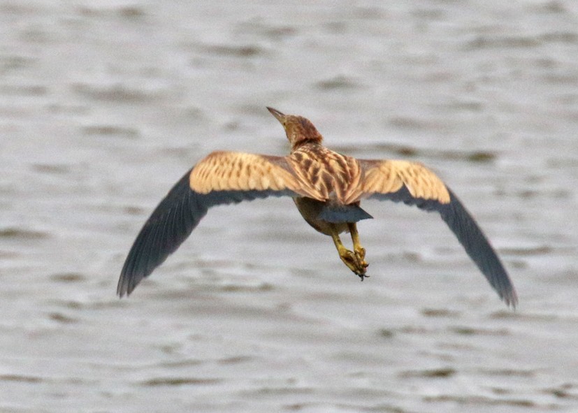 bukáček žlutonohý - ML643924132