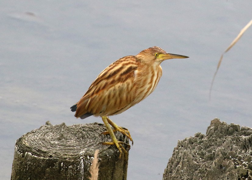 bukáček žlutonohý - ML643924133