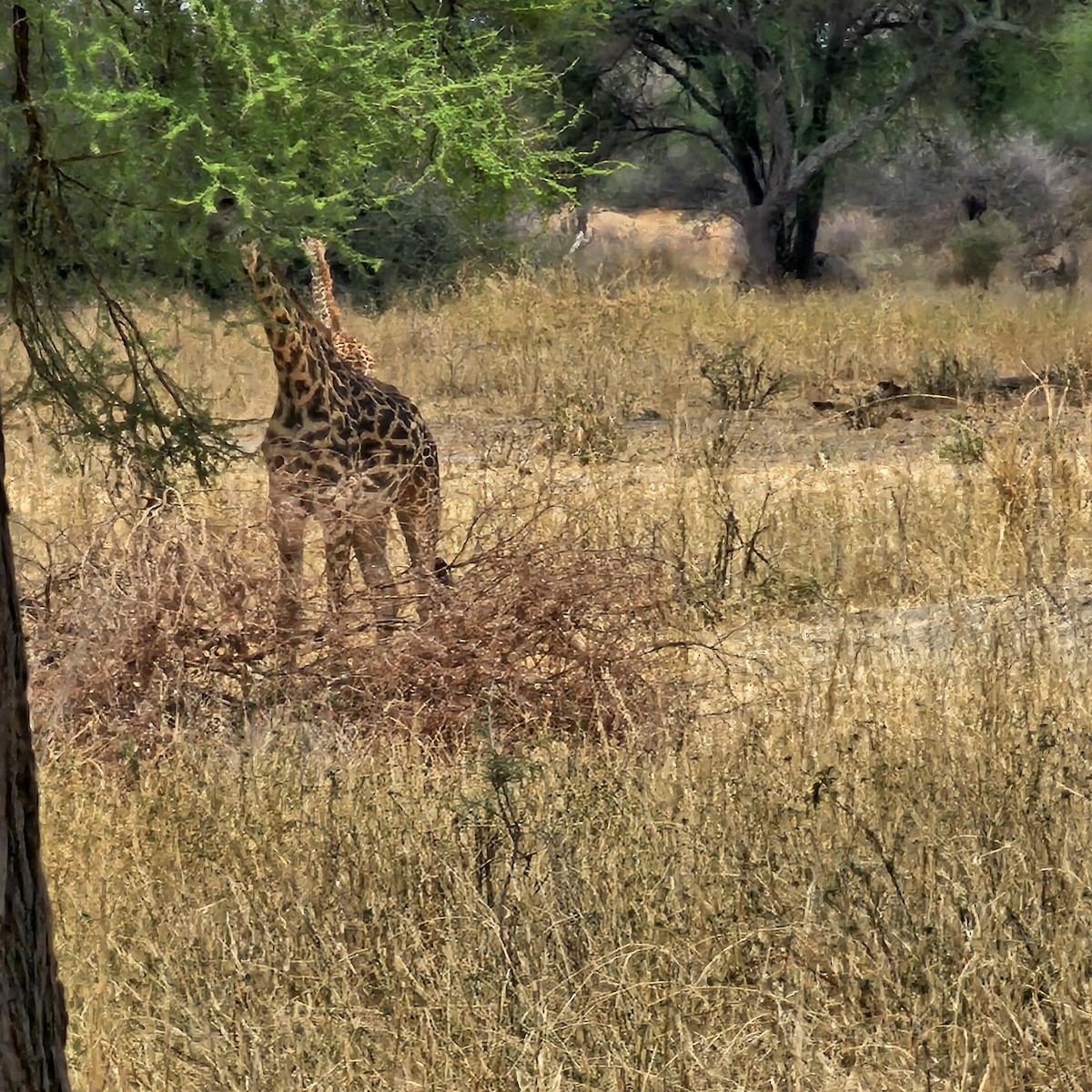 Animals - ML643924139