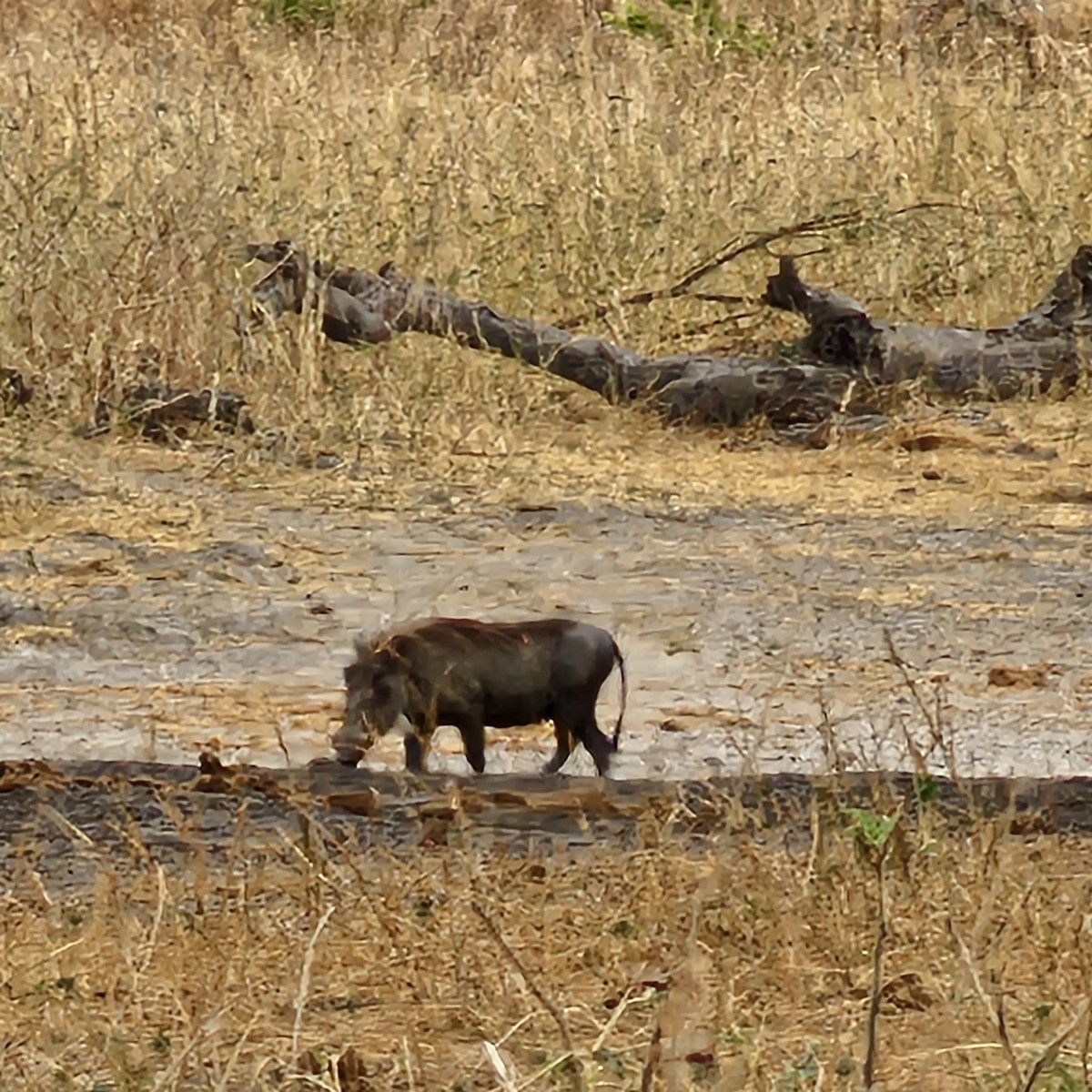 Animals - ML643924147