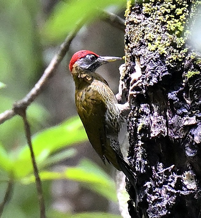 Streak-breasted Woodpecker - ML643924159