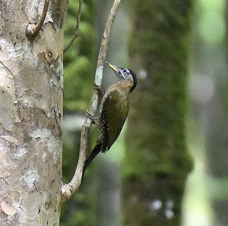 Streak-breasted Woodpecker - ML643924160