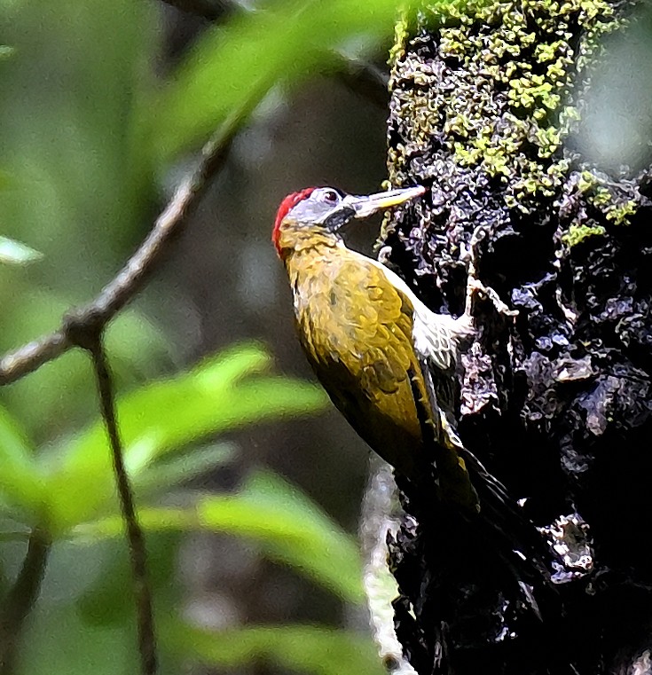 Streak-breasted Woodpecker - ML643924161