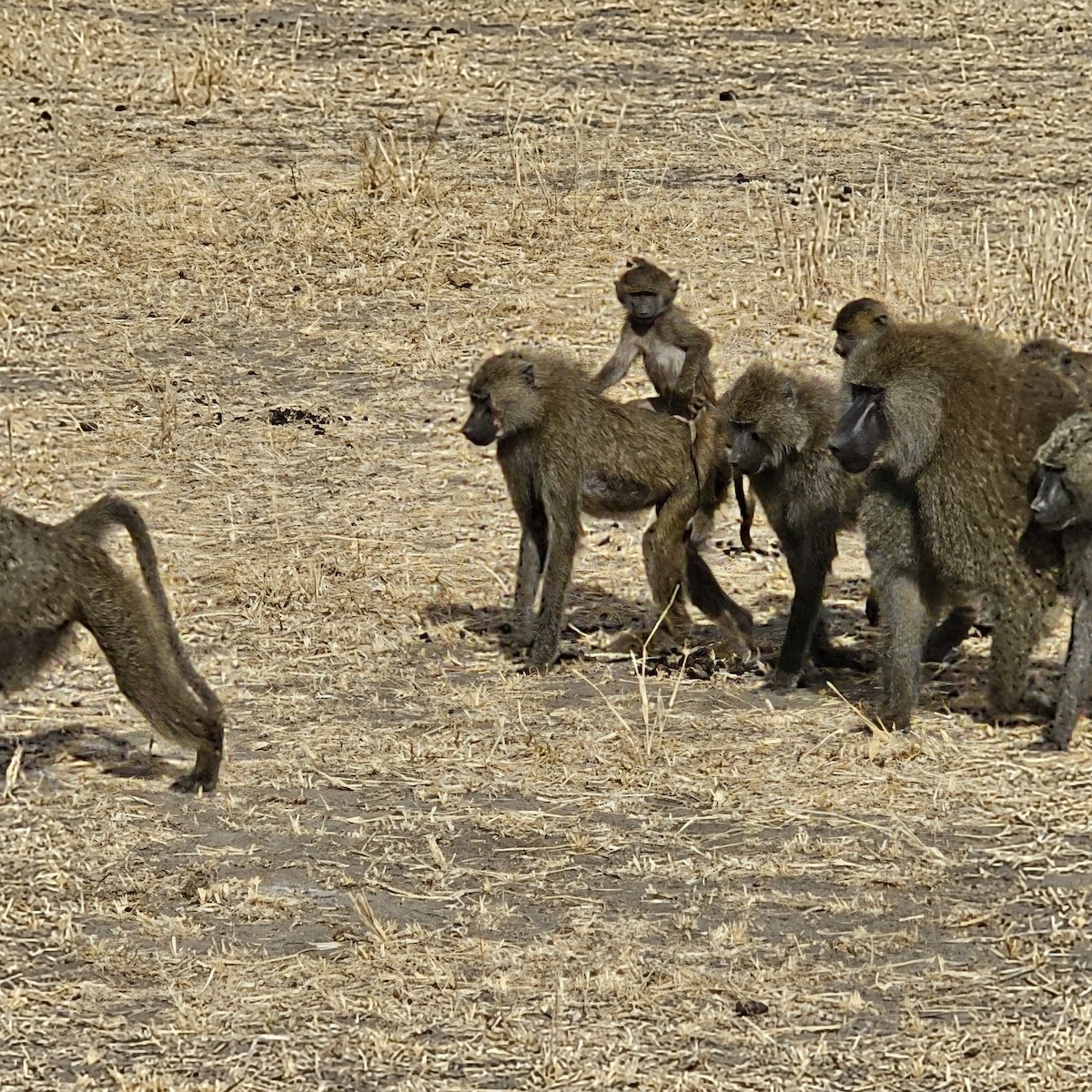 Animals - ML643924164