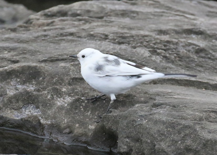 konipas bílý - ML643924177