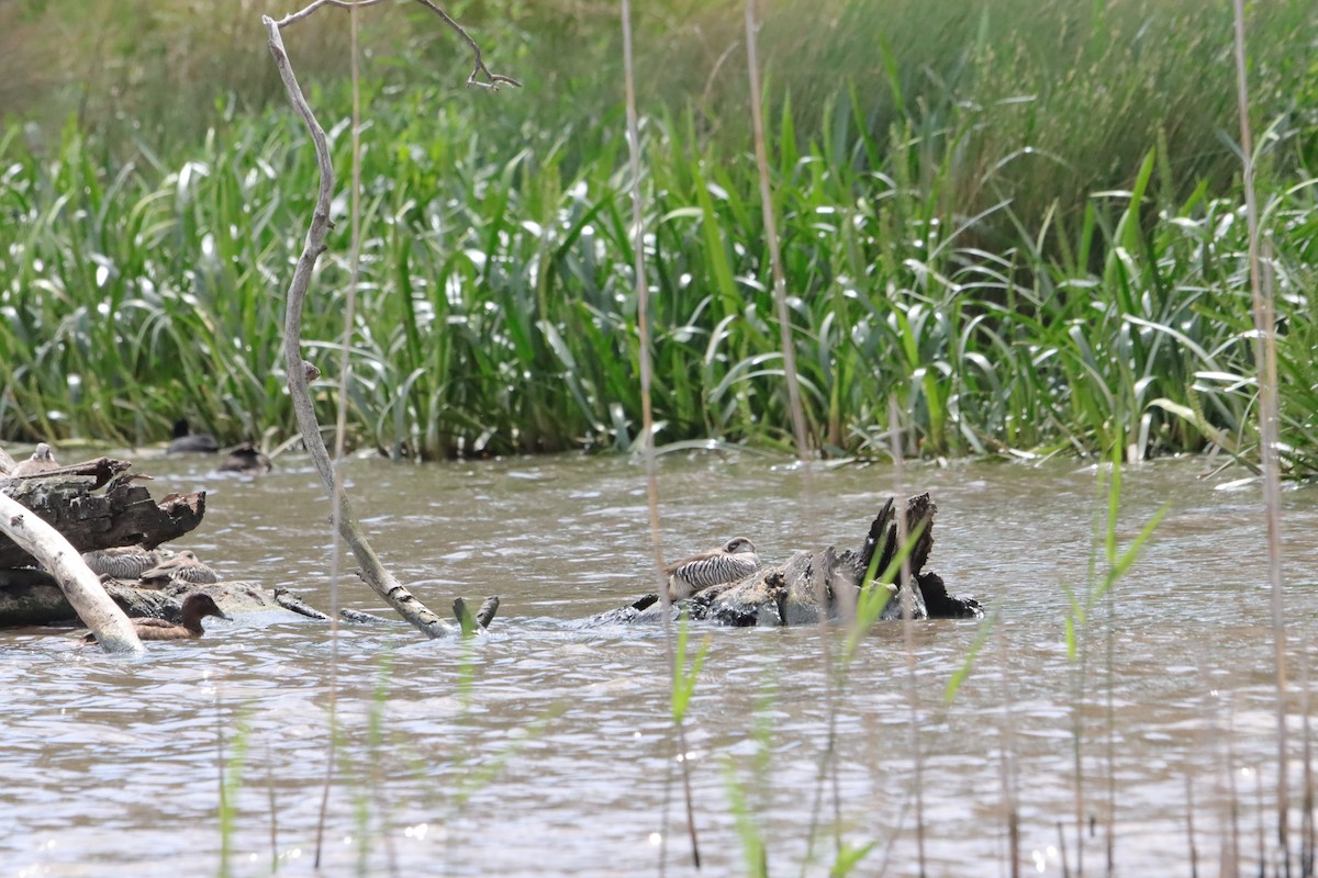 leppeand - ML643924178