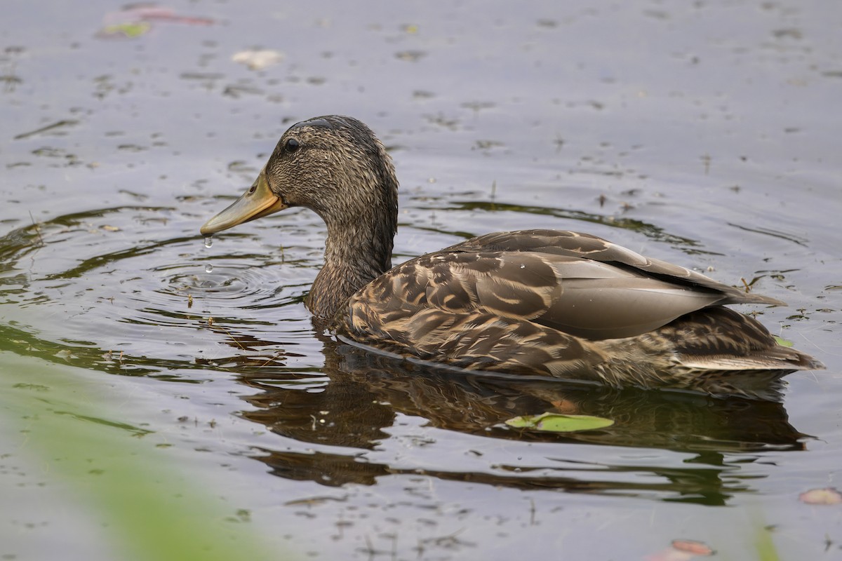 Stockente - ML643924183