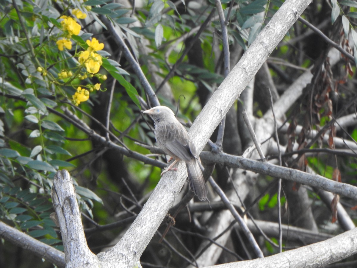 Yellow-billed Babbler - ML643924184