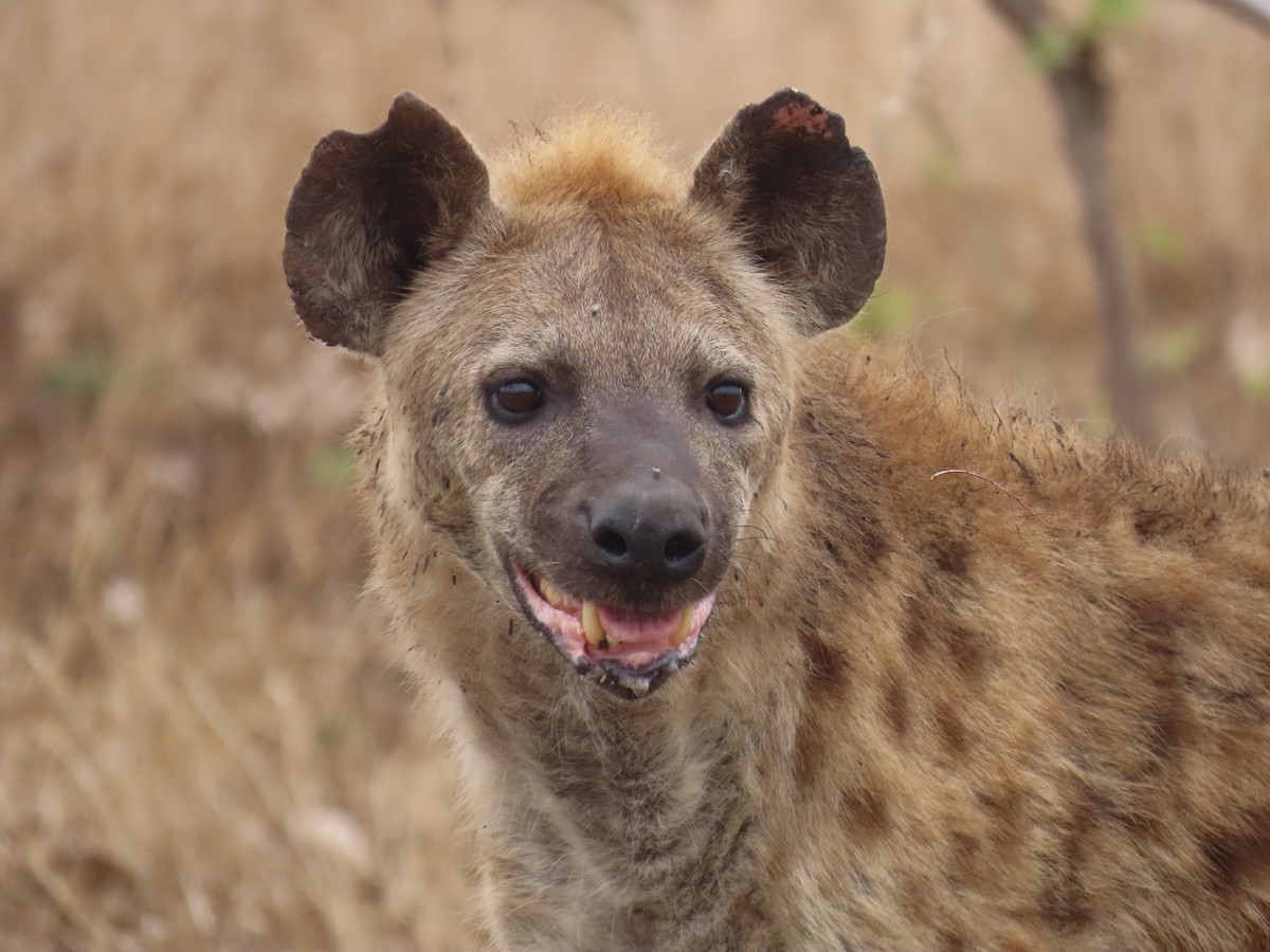 Spotted Hyena - ML643924187