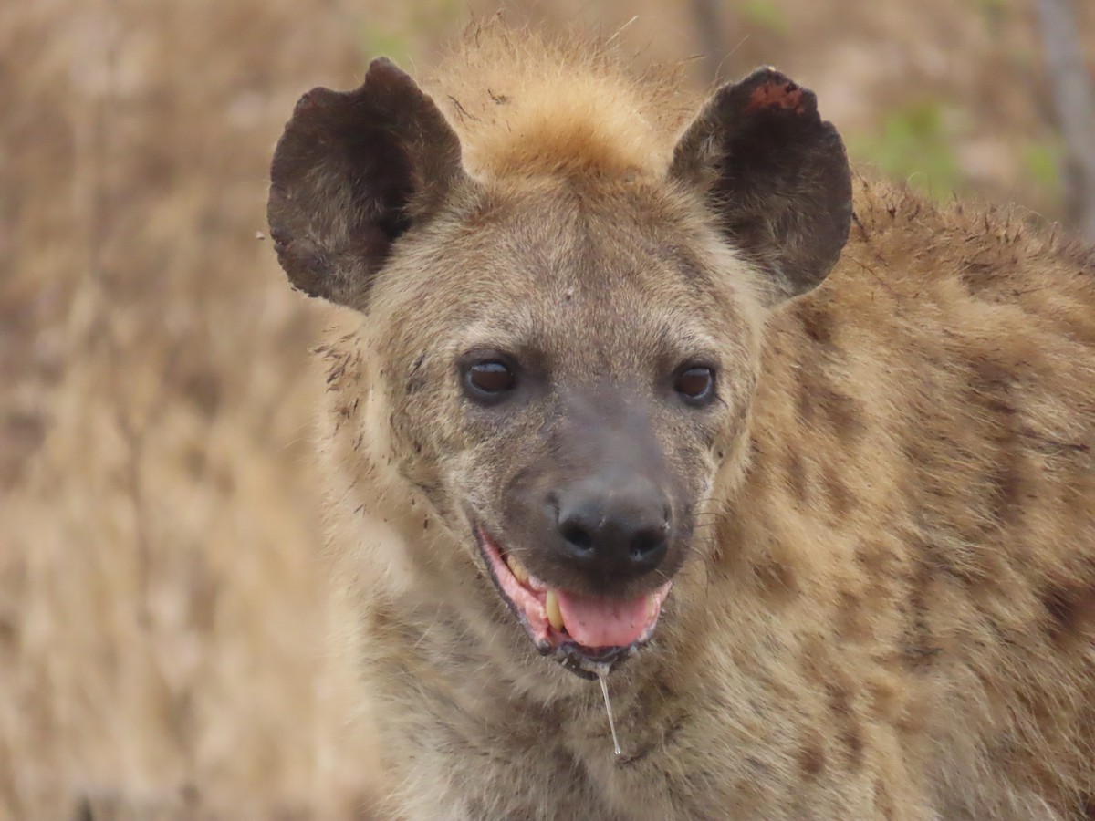 Spotted Hyena - ML643924188