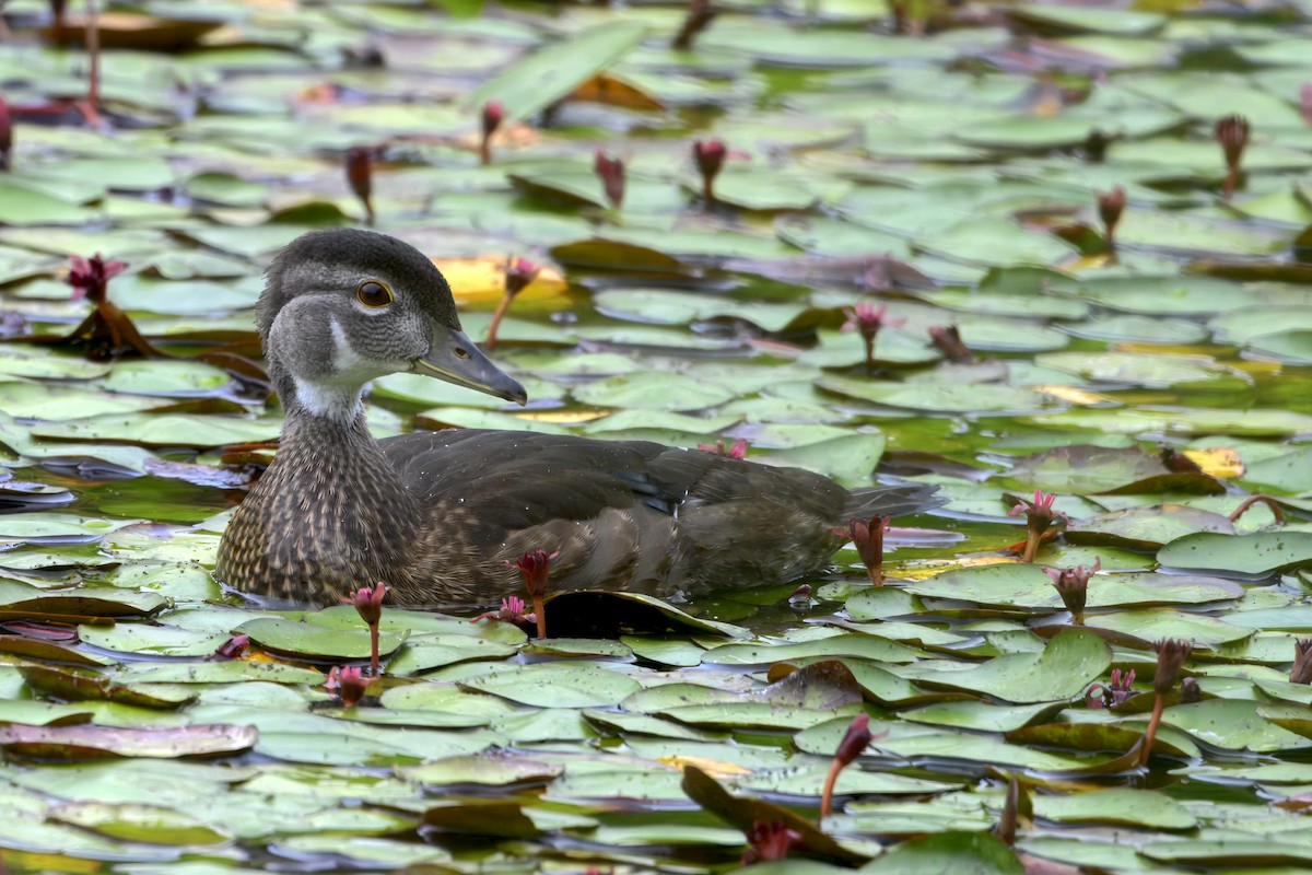 Brautente - ML643924189