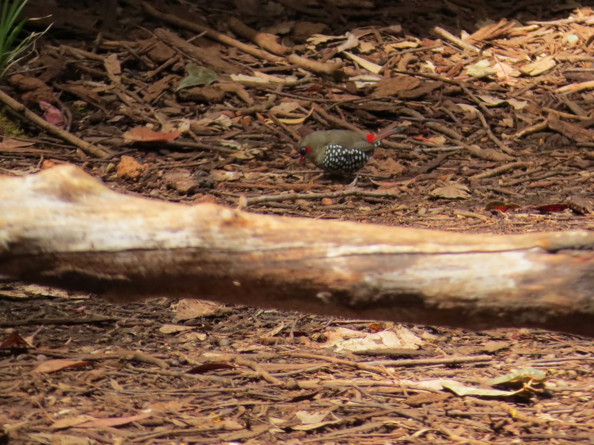 Red-eared Firetail - ML643924191
