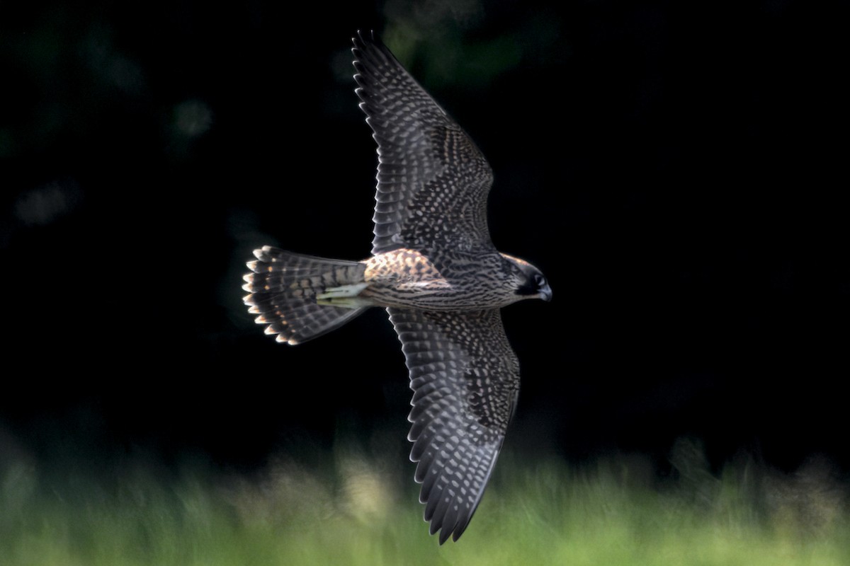 Wanderfalke - ML643924194