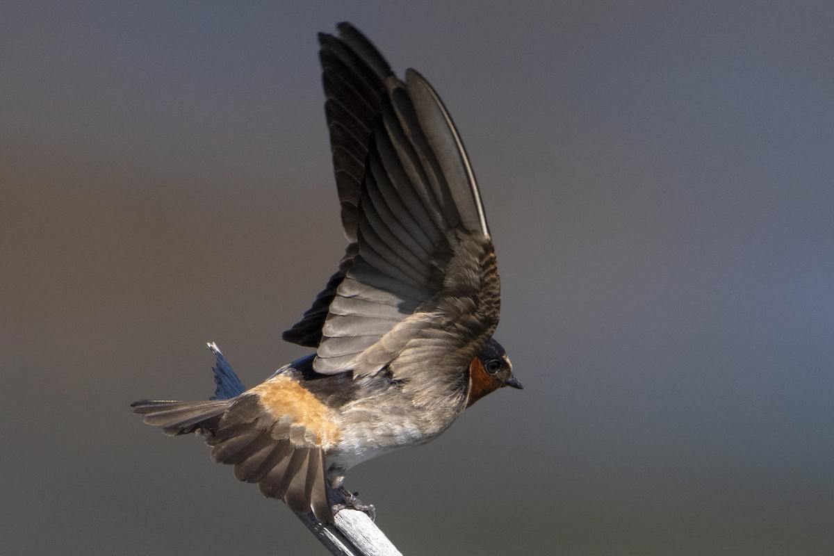 Cliff Swallow - ML643924195