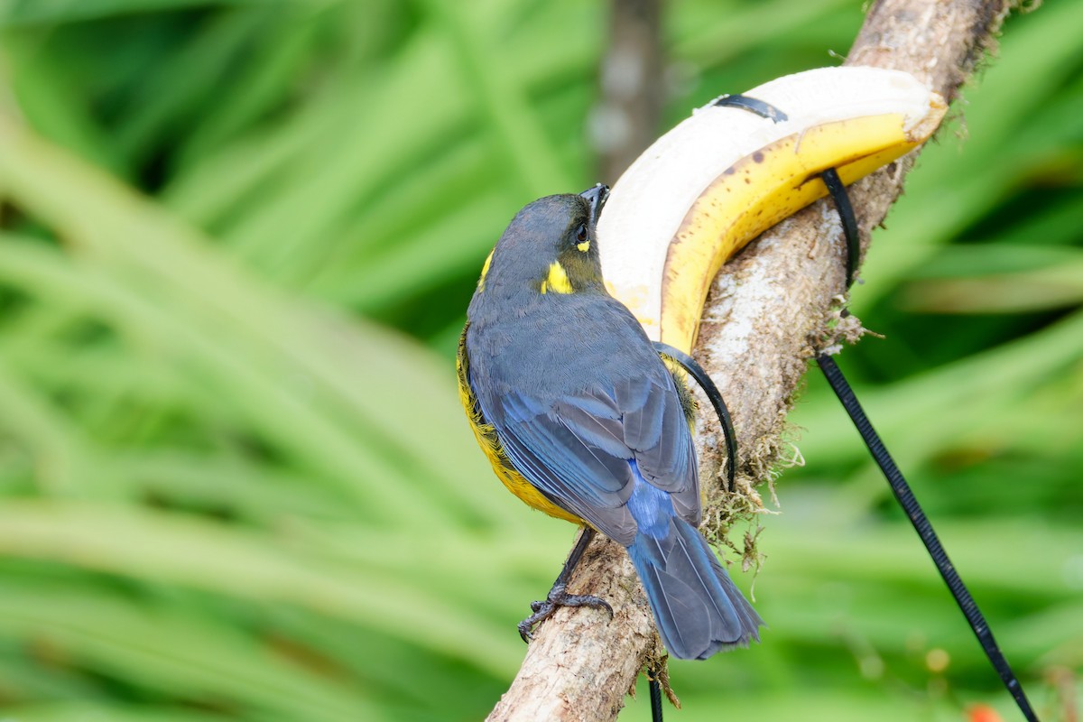 Tangara Lacrimosa - ML643924207