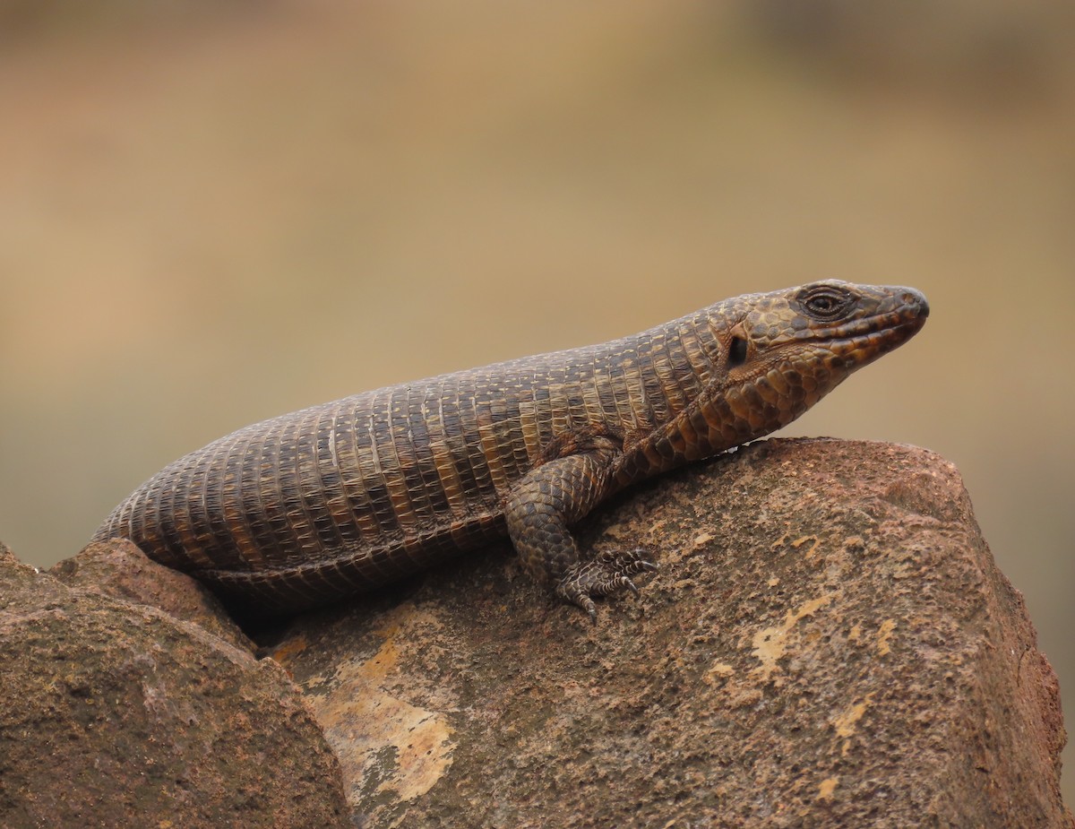 Common Giant Plated Lizard - ML643924213