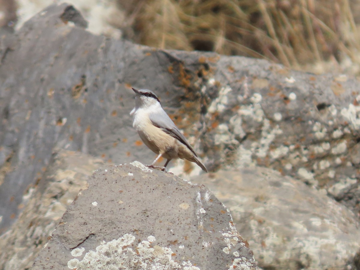 Sittelle de Neumayer - ML643924235