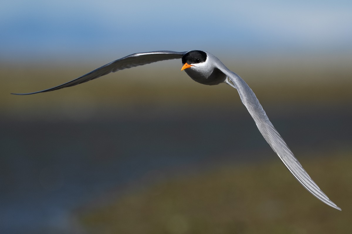 Black-fronted Tern - ML643924237