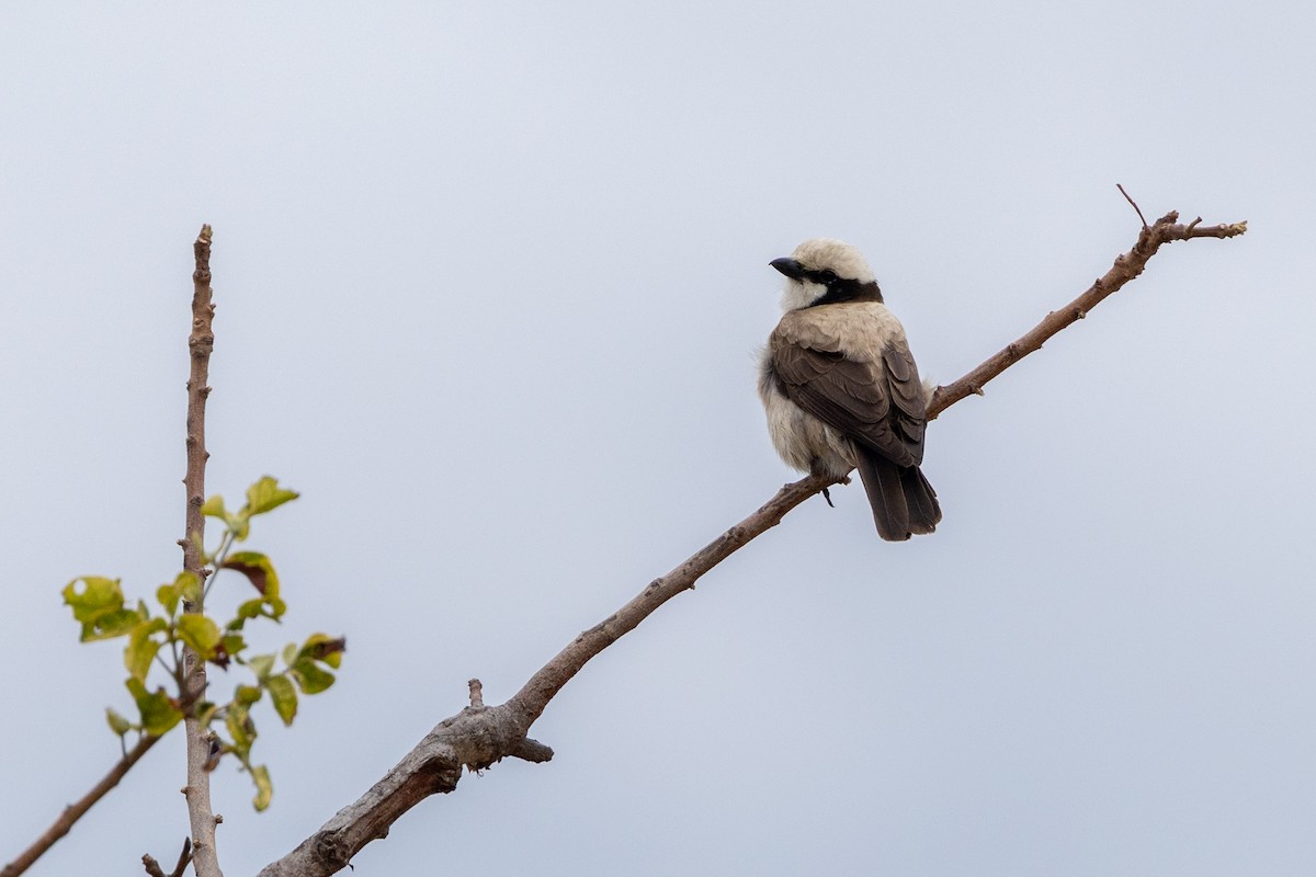 White-crowned Shrike - ML643924253