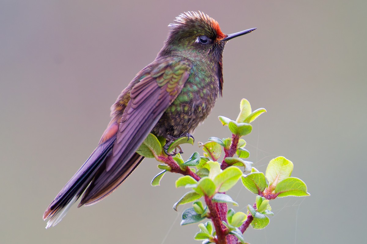Rainbow-bearded Thornbill - ML643924261