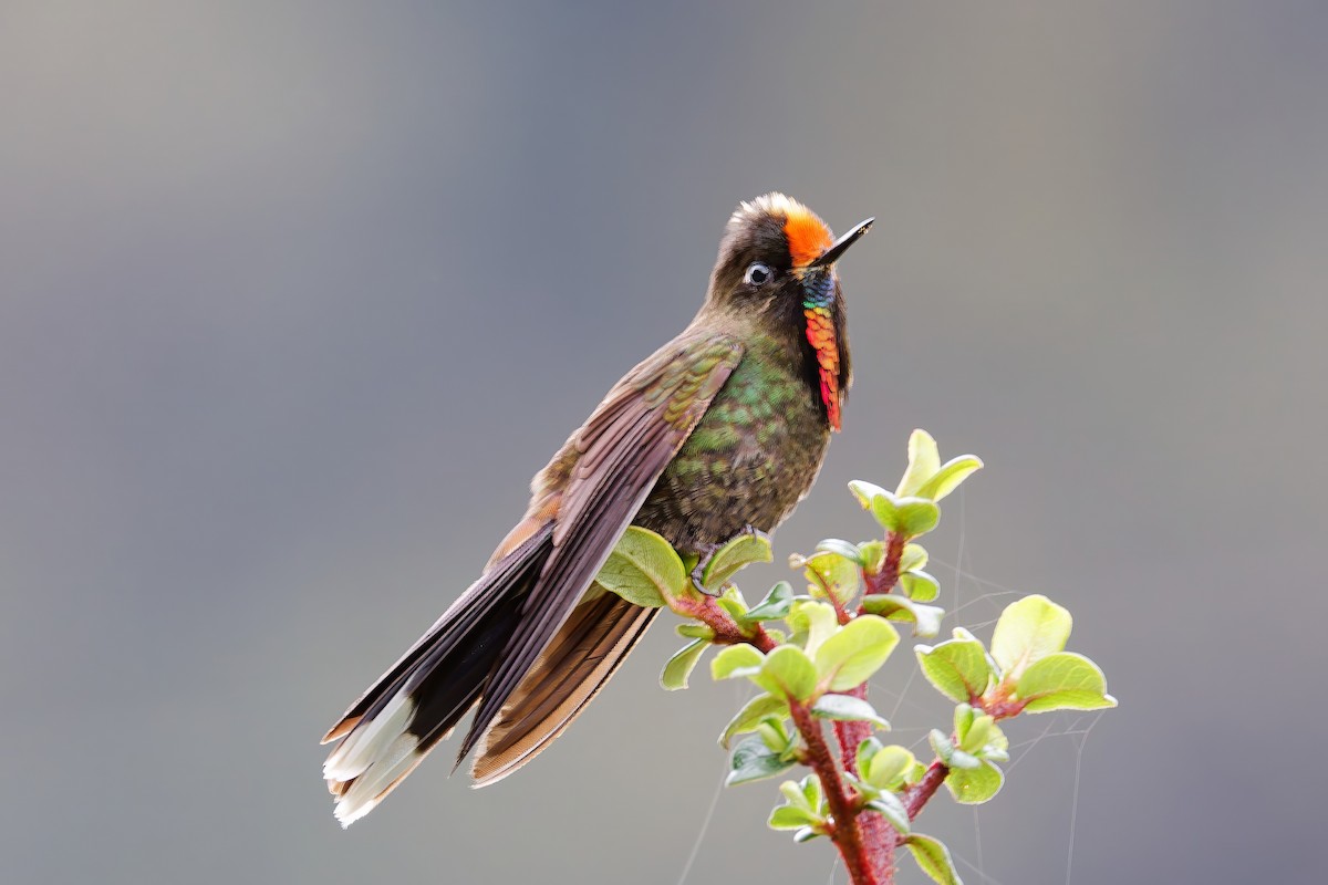 Rainbow-bearded Thornbill - ML643924262