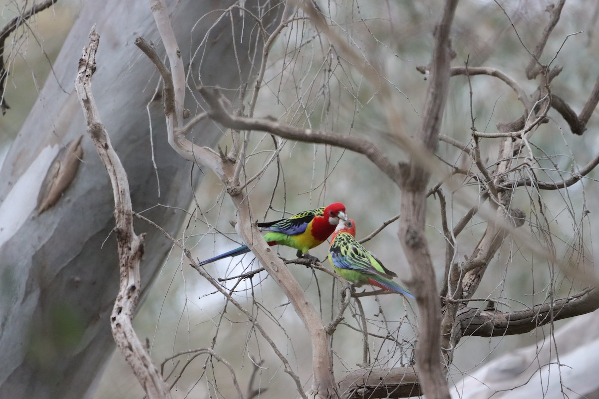 Eastern Rosella - ML643924264