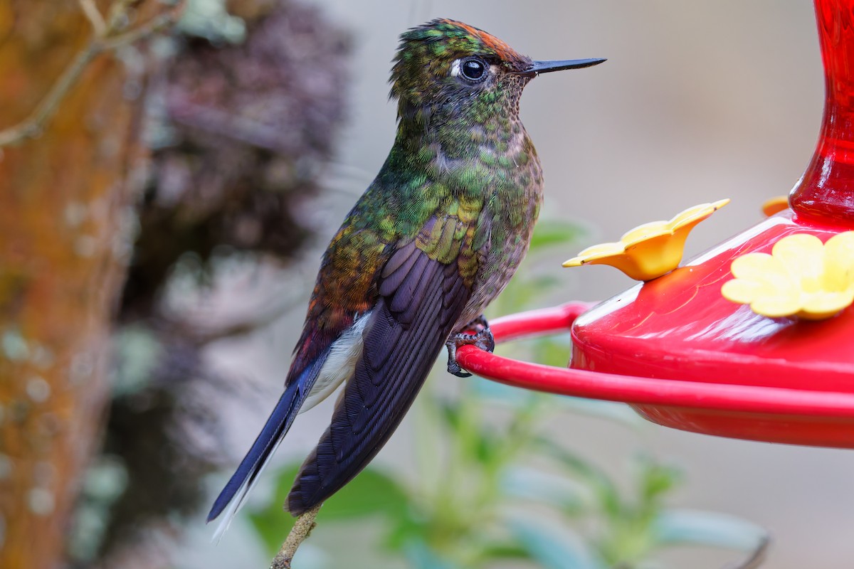Rainbow-bearded Thornbill - ML643924266