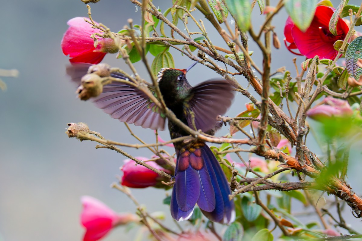 Rainbow-bearded Thornbill - ML643924267