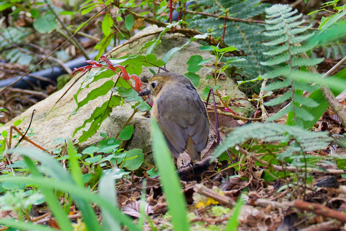 Tawny Antpitta - ML643924278