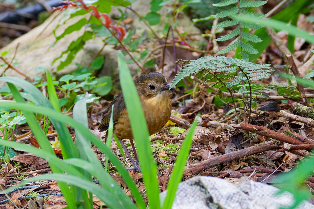Tawny Antpitta - ML643924279