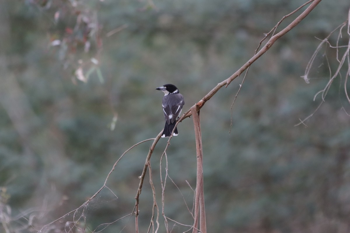 gråryggslakterfugl - ML643924285